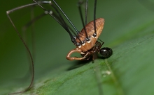 opiliones 3406x2422 wallpaper 